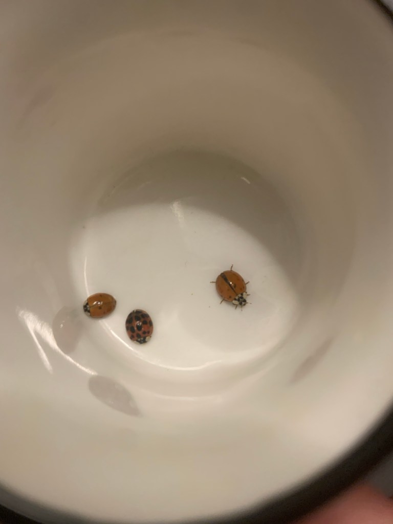 Animal totem, mysticism, ladybugs, animal spirit