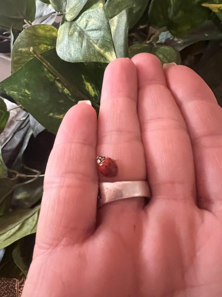 Animal totem, mysticism, ladybugs, animal spirit