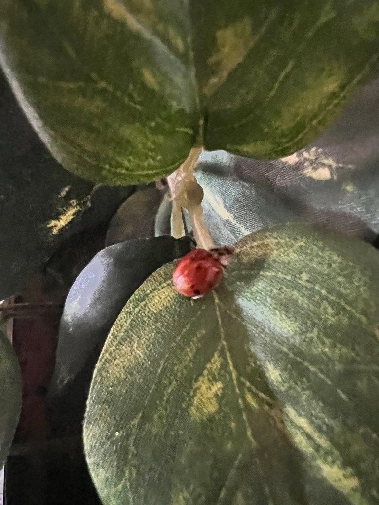 Animal totem, mysticism, ladybugs, animal spirit